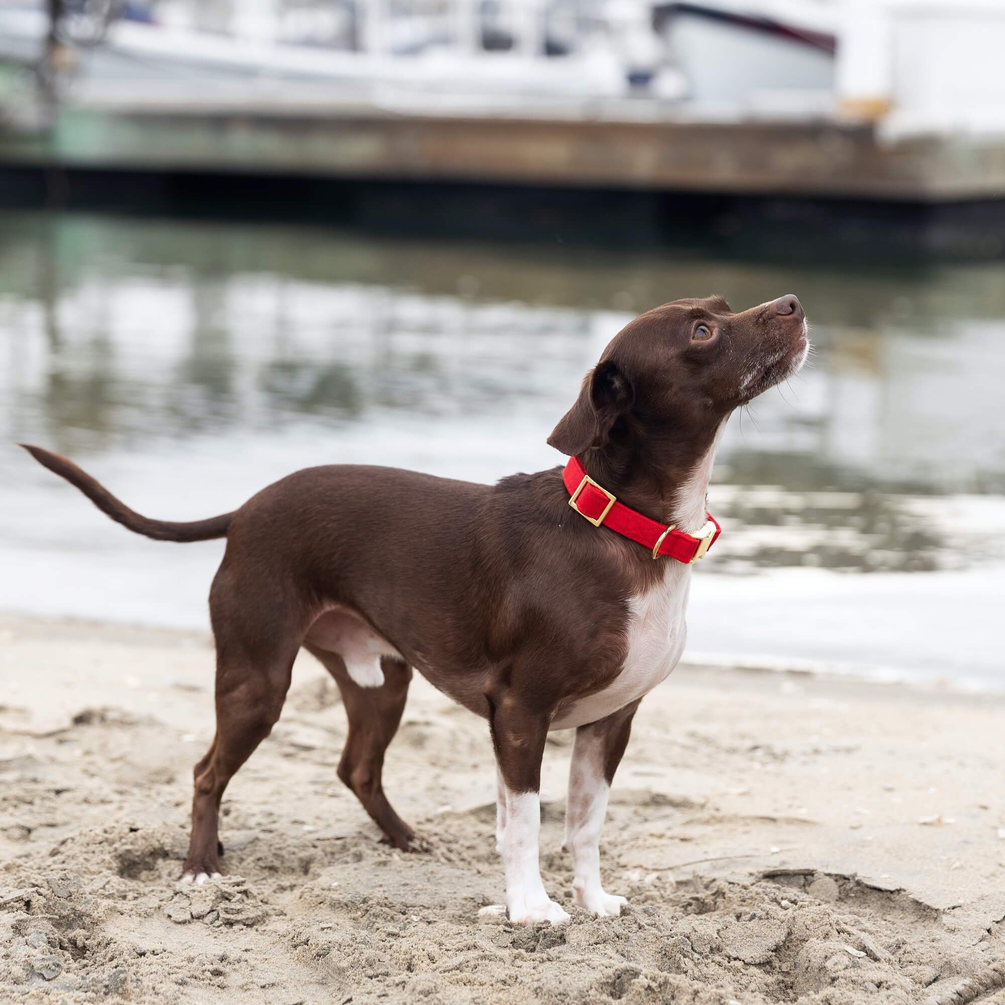 Ruby Dog Collar: S / Gold