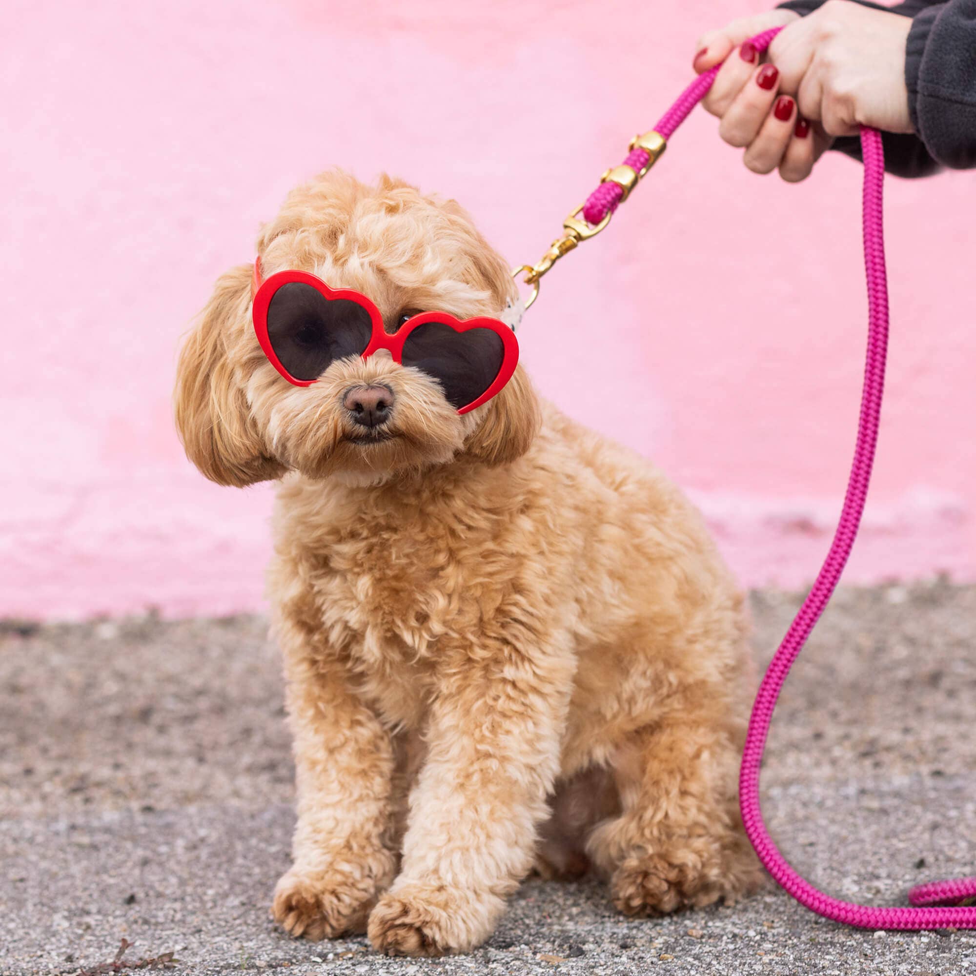 Hot Pink Marine Rope Dog Leash: Standard 5 feet
