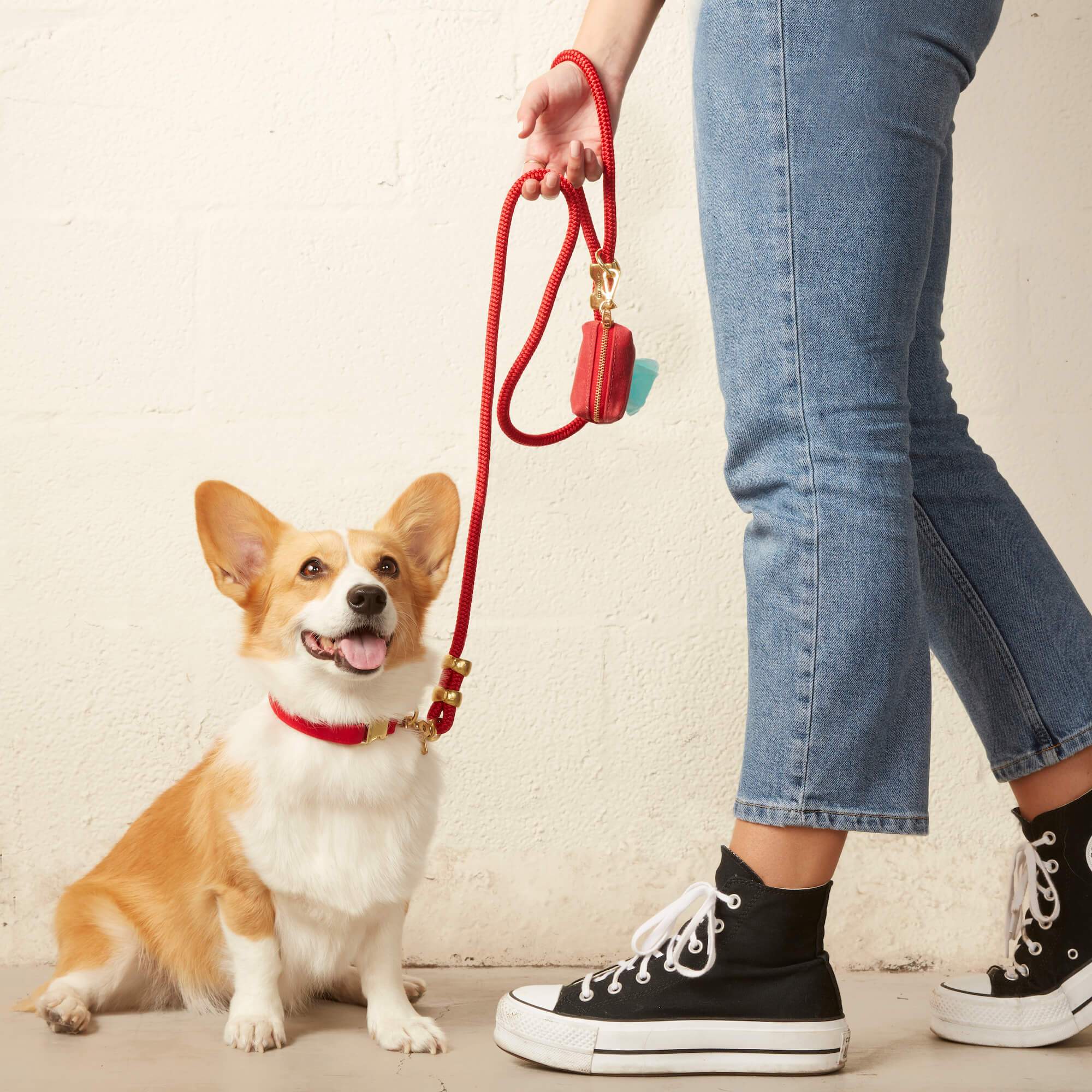 Ruby Dog Collar: M / Gold