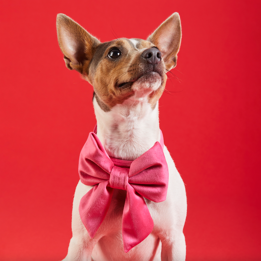 Hot Pink Velvet Lady Dog Bow: Large