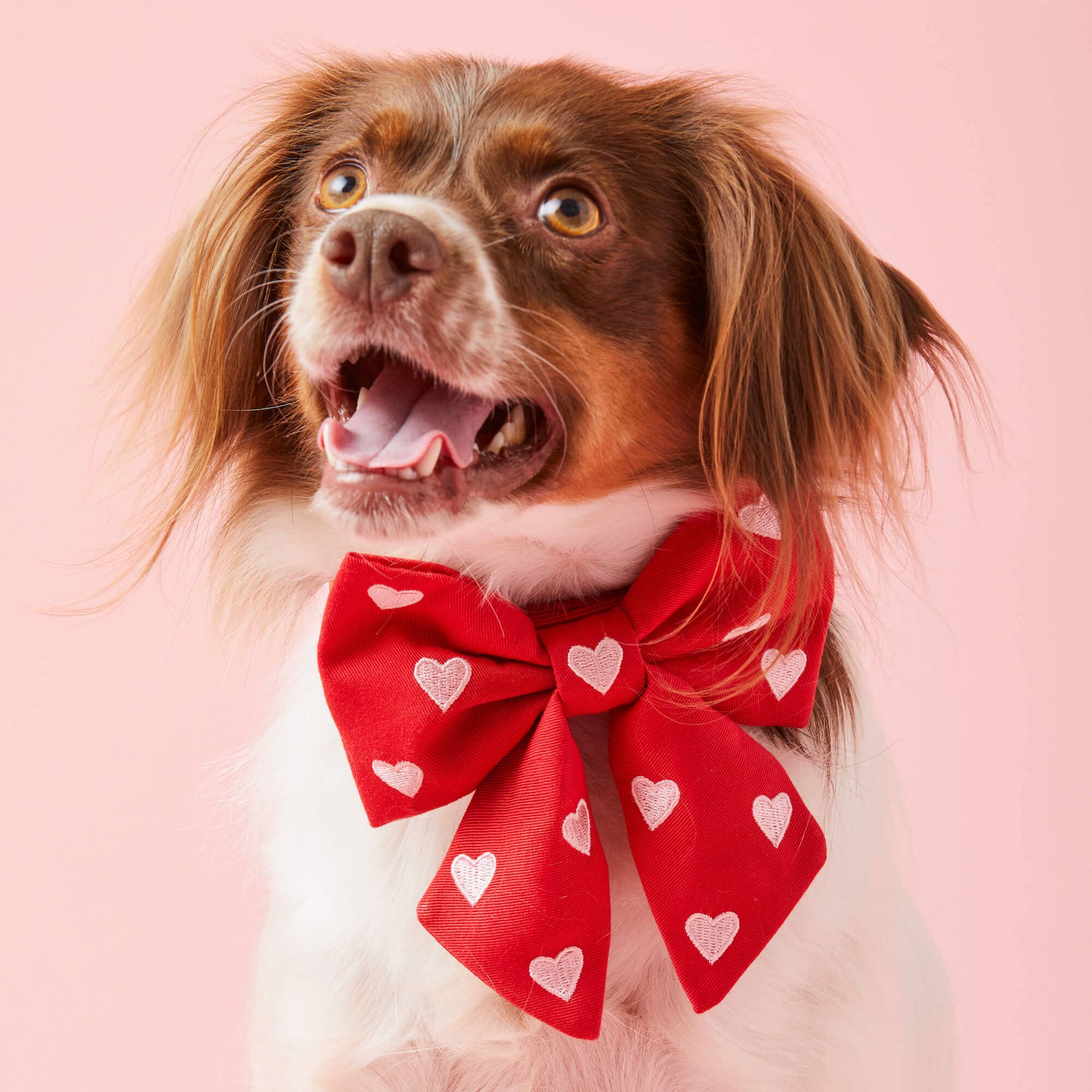 Hearts Embroidered Lady Dog Bow: Large